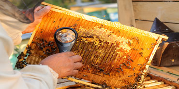 beehive 370x185