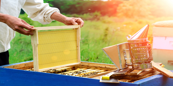 How to build a beehive frame